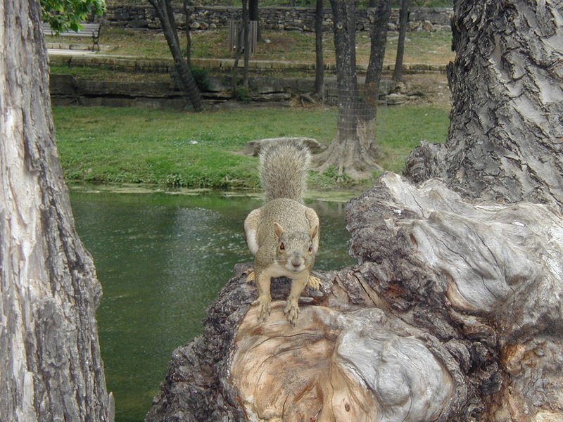 2003/05(May)/Zane-Bday/800x600_2003-05-04-Zane-Bday-14-squirrel.JPG