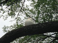 2003-05-04-Zane-Bday-04-Duck-in-tree.JPG