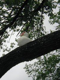 2003-05-04-Zane-Bday-05-Duck-in-tree.JPG