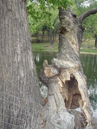 2003-05-04-Zane-Bday-10-squirrel.JPG