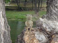 2003-05-04-Zane-Bday-14-squirrel.JPG