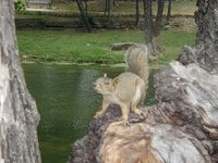 2003-05-04-Zane-Bday-16-squirrel.JPG