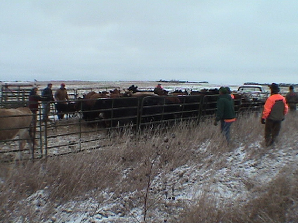 2003-11-03-SD-Hunting-03-Cattle-herding-Mike.JPG