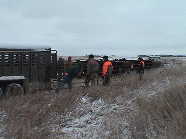 2003-11-03-SD-Hunting-02-Cattle-herding-Mike-.JPG