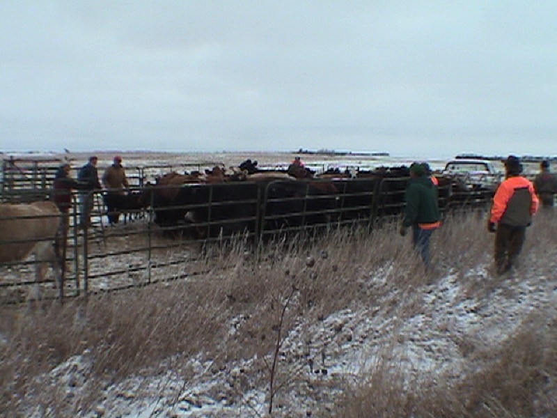 2003-11-03-SD-Hunting-03-Cattle-herding-Mike.JPG
