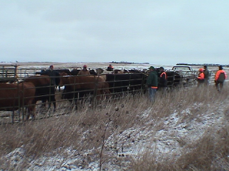 2003-11-03-SD-Hunting-04-Cattle-herding-Mike-Craig-John-Rose.JPG