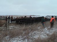 2003-11-03-SD-Hunting-03-Cattle-herding-Mike.JPG