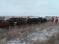 2003-11-03-SD-Hunting-04-Cattle-herding-Mike-Craig-John-Rose.JPG