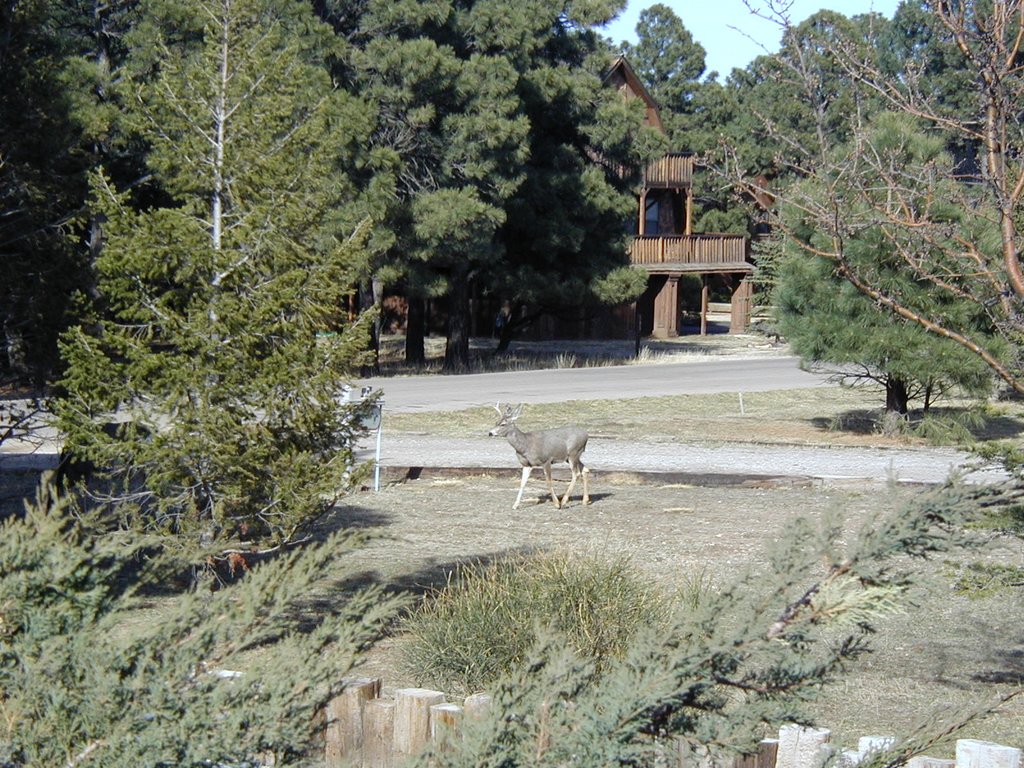 2004/03(March)/Ruidoso/1024x768_2004-03-16-Ruidoso-30-deer.JPG
