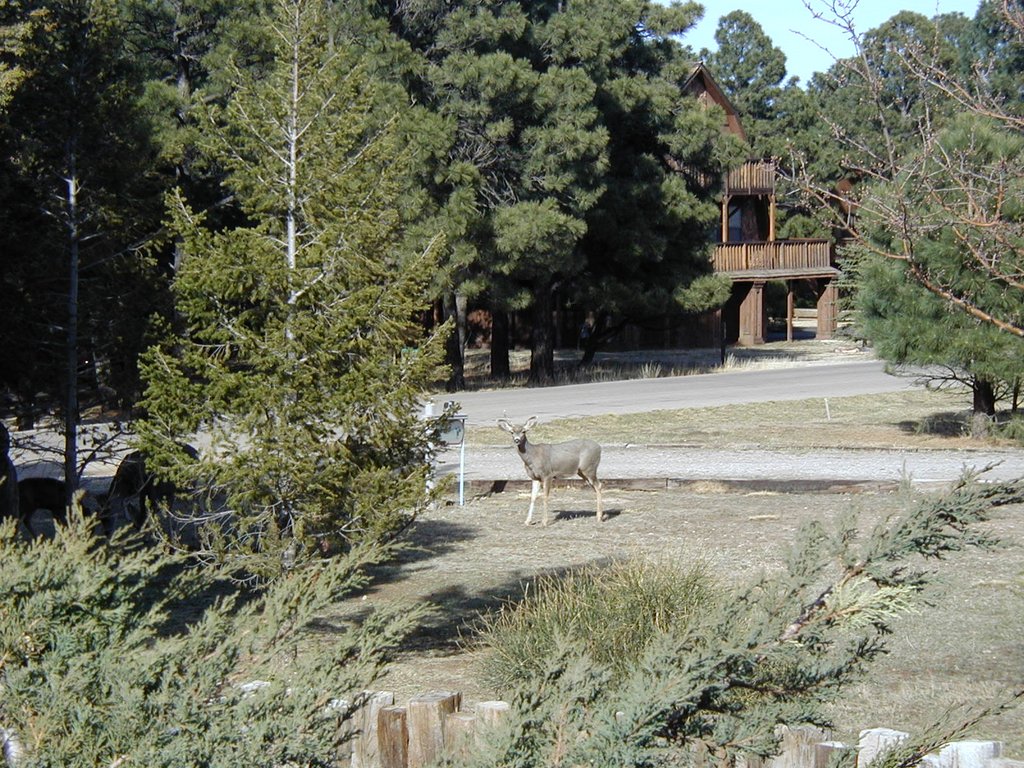 2004/03(March)/Ruidoso/1024x768_2004-03-16-Ruidoso-31-deer.JPG