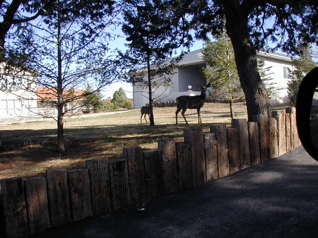 2004/03(March)/Ruidoso/640x480_2004-03-16-Ruidoso-26-deer.JPG