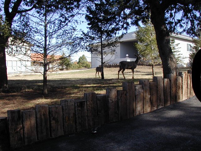 2004/03(March)/Ruidoso/640x480_2004-03-16-Ruidoso-27-deer.JPG