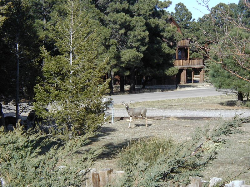 2004/03(March)/Ruidoso/800x600_2004-03-16-Ruidoso-31-deer.JPG