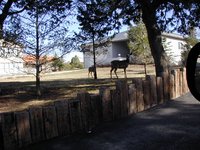 2004-03-16-Ruidoso-26-deer.JPG