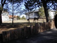 2004-03-16-Ruidoso-27-deer.JPG