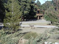 2004-03-16-Ruidoso-30-deer.JPG