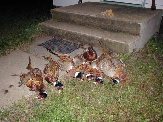 2004/10(October)/SD-Hunting/640x480_2004-10-26-Pheasant-Hunting-04.JPG