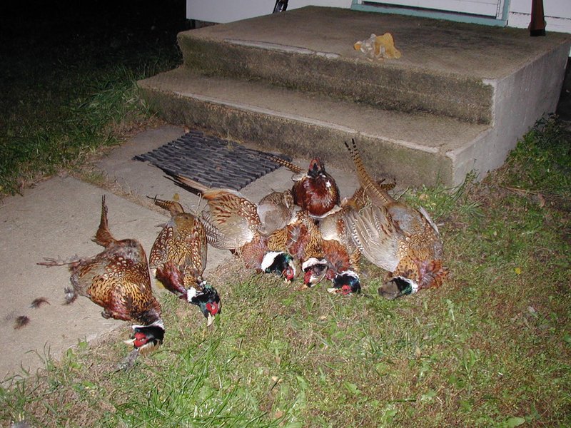 2004-10-26-Pheasant-Hunting-04.JPG
