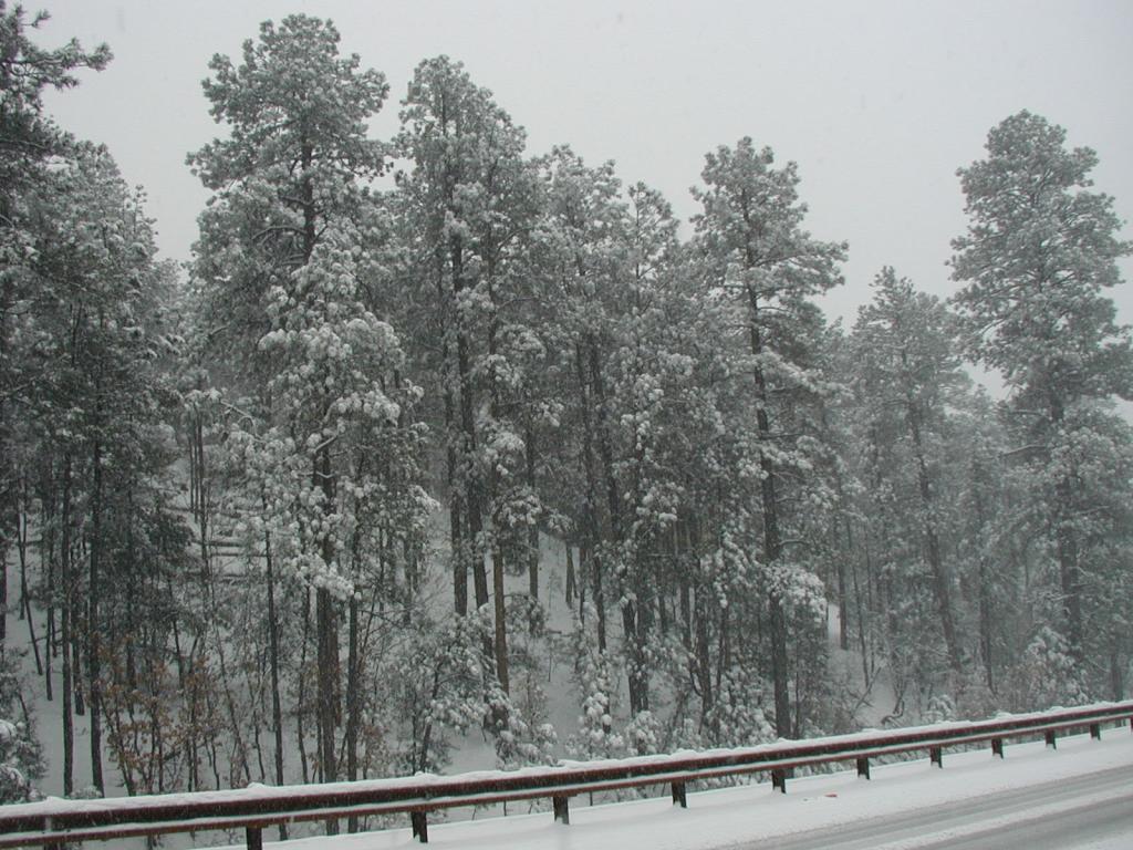 2005/03(March)/Ruidoso/Day3-snowed-in/1024x768_2005-03-15-Ruidoso-snowed-in-03-Trees.JPG