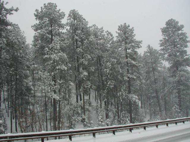 2005/03(March)/Ruidoso/Day3-snowed-in/640x480_2005-03-15-Ruidoso-snowed-in-03-Trees.JPG