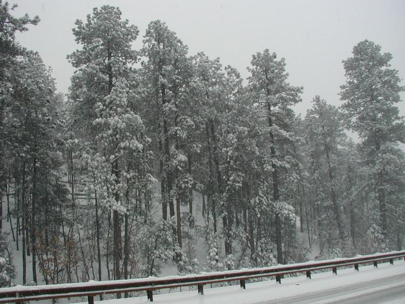 2005/03(March)/Ruidoso/Day3-snowed-in/800x600_2005-03-15-Ruidoso-snowed-in-03-Trees.JPG