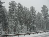 2005-03-15-Ruidoso-snowed-in-03-Trees.JPG