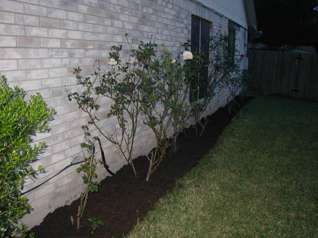 2005/04(April)/Misc/640x480_2005-04-17-Rose-bed-2.JPG