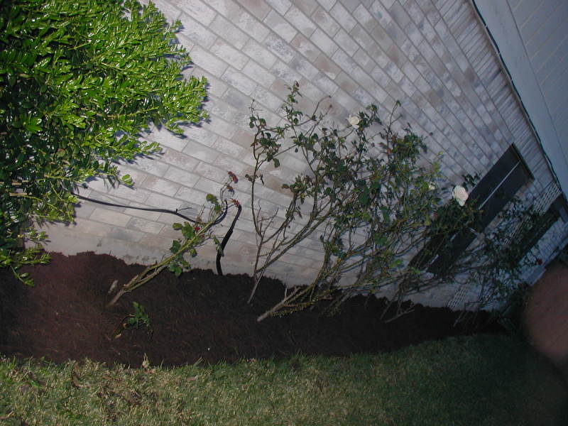 2005-04-17-Rose-bed-1.JPG