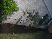 2005-04-17-Rose-bed-1.JPG
