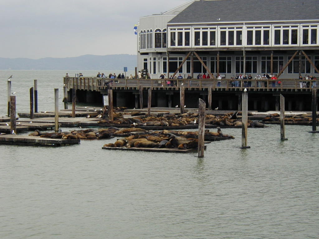 2005/04(April)/SanFrancisco/1024x768_2005-04-03-SanFrancisco-2-Seals.JPG
