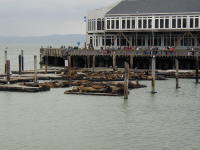 2005-04-03-SanFrancisco-2-Seals.JPG