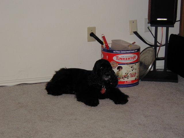 2005/05(May)/Dax-4th-Bday/640x480_2005-05-01-Dax-4th-Bday-63-presents.JPG