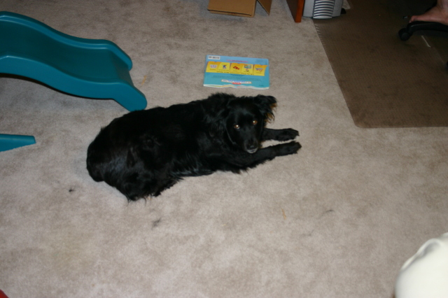 2005/05(May)/New-Camera-Canon-Rebel-300D/640x480_2005-05-04-New-Camera-Test-shot-11-Puppy.JPG