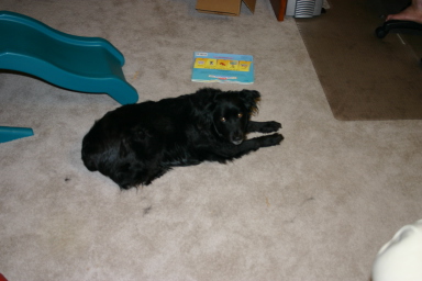 2005-05-04-New-Camera-Test-shot-11-Puppy.JPG