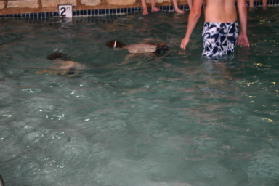 2005-05-12-Chance-Swim-show-72-trophy.JPG