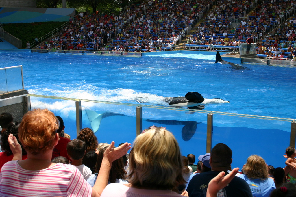 2005/06(June)/SeaWorld/1024x768_2005-06-23-SeaWorld-15-Shamu.JPG