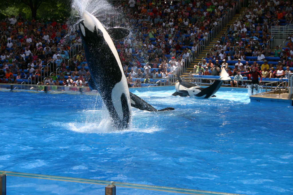 2005/06(June)/SeaWorld/1024x768_2005-06-23-SeaWorld-17-Shamu.JPG