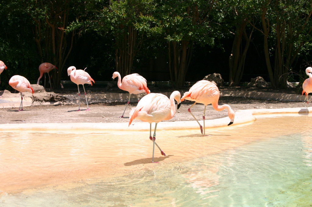 2005/06(June)/SeaWorld/1024x768_2005-06-23-SeaWorld-45-Flamingos.JPG