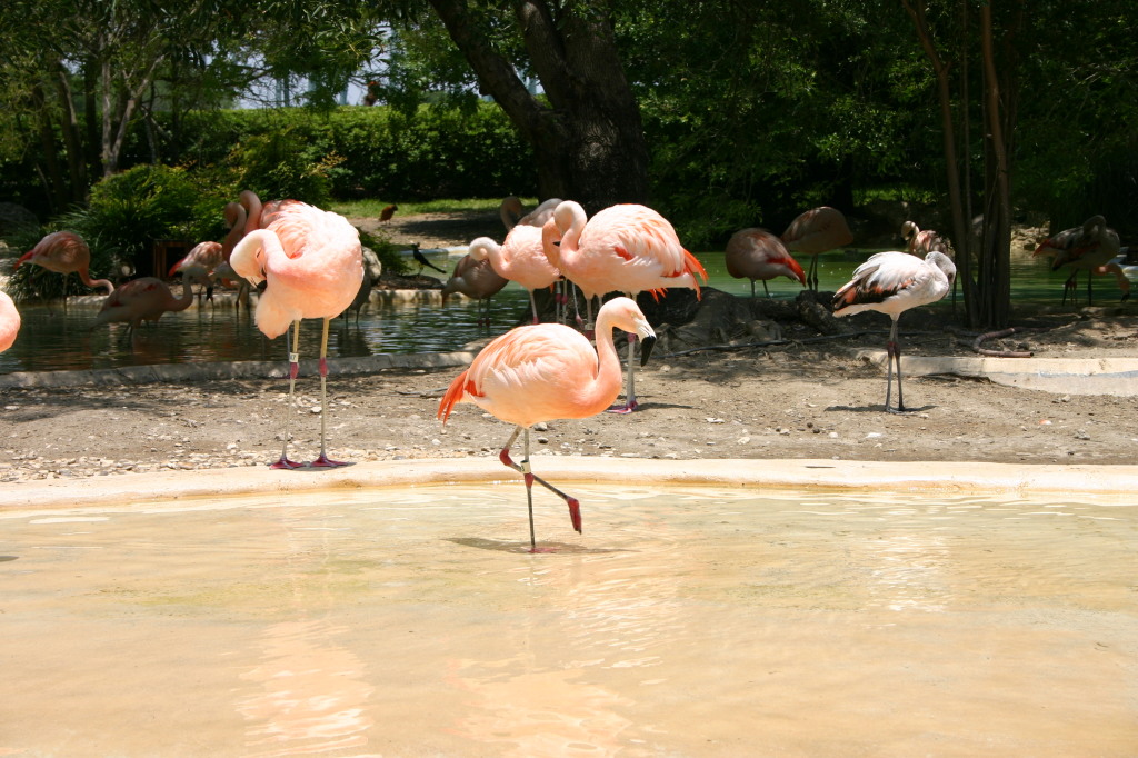2005/06(June)/SeaWorld/1024x768_2005-06-23-SeaWorld-47-Flamingos.JPG