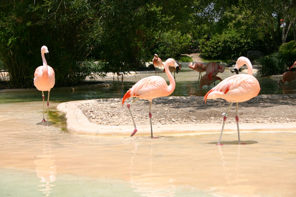 2005/06(June)/SeaWorld/1024x768_2005-06-23-SeaWorld-48-Flamingos.JPG