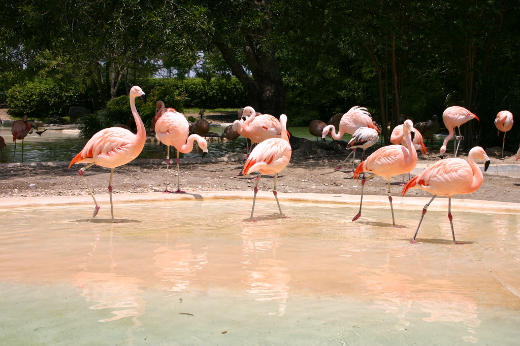 2005/06(June)/SeaWorld/1024x768_2005-06-23-SeaWorld-50-Flamingos.JPG