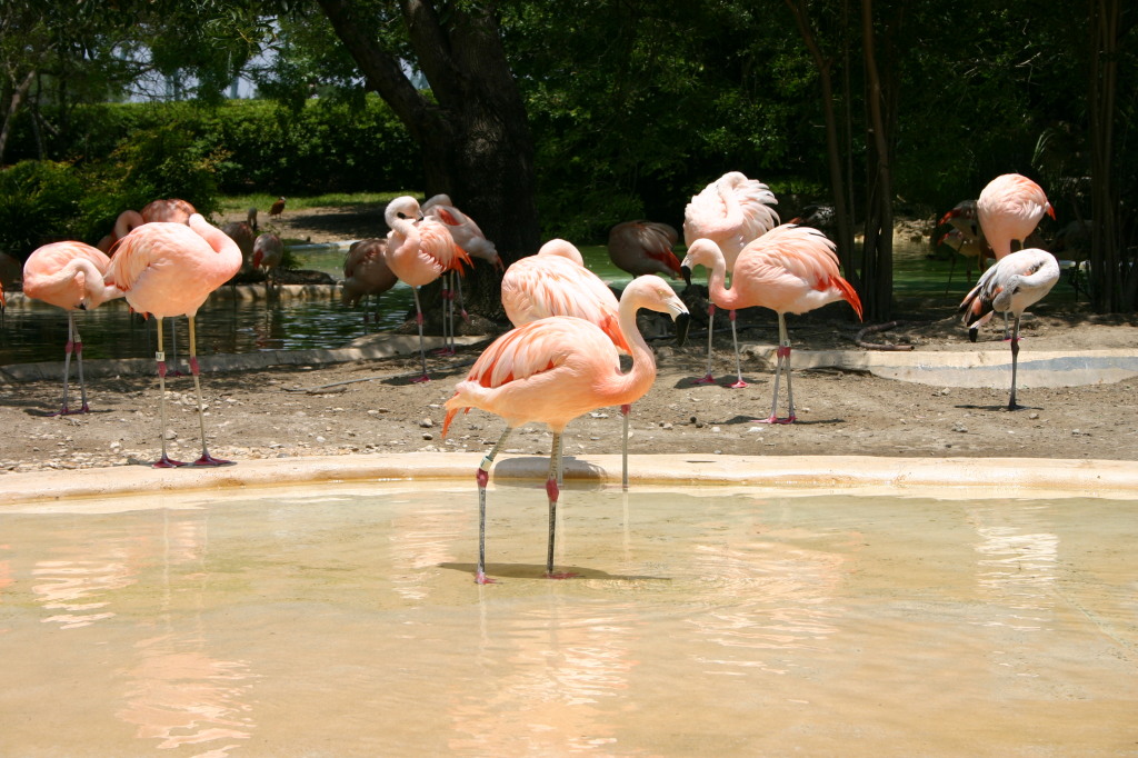 2005/06(June)/SeaWorld/1024x768_2005-06-23-SeaWorld-51-Flamingos.JPG