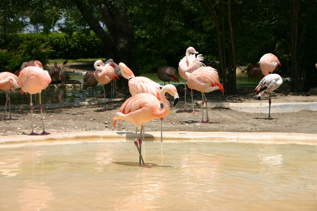 2005/06(June)/SeaWorld/1024x768_2005-06-23-SeaWorld-52-Flamingos.JPG