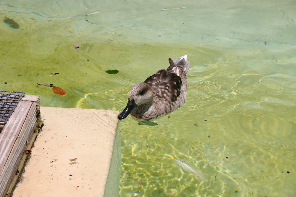 2005/06(June)/SeaWorld/1024x768_2005-06-23-SeaWorld-57-Duck.JPG