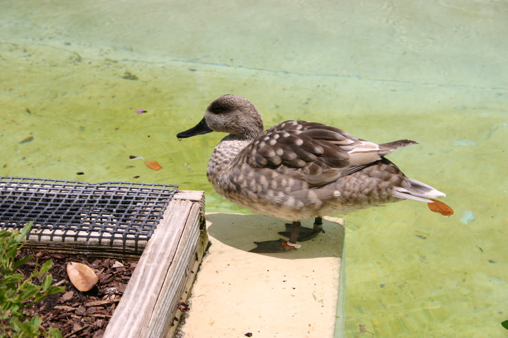 2005/06(June)/SeaWorld/1024x768_2005-06-23-SeaWorld-58-Duck.JPG