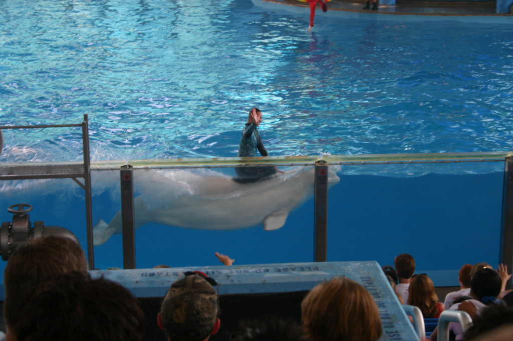 2005/06(June)/SeaWorld/1024x768_2005-06-23-SeaWorld-90-Acrobat-show.JPG