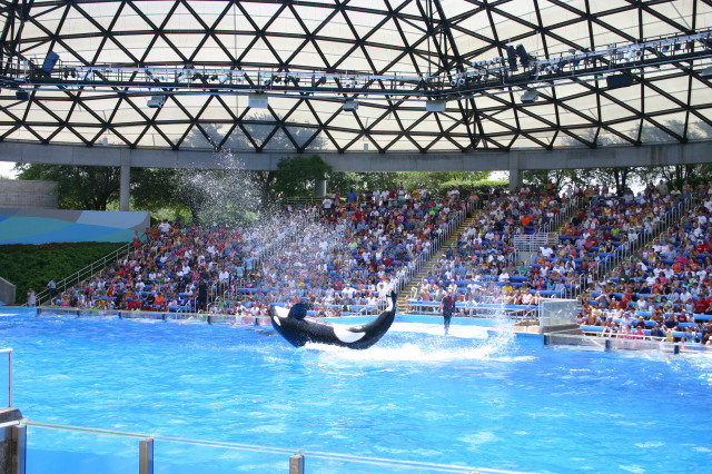 2005/06(June)/SeaWorld/640x480_2005-06-23-SeaWorld-16-Shamu.JPG
