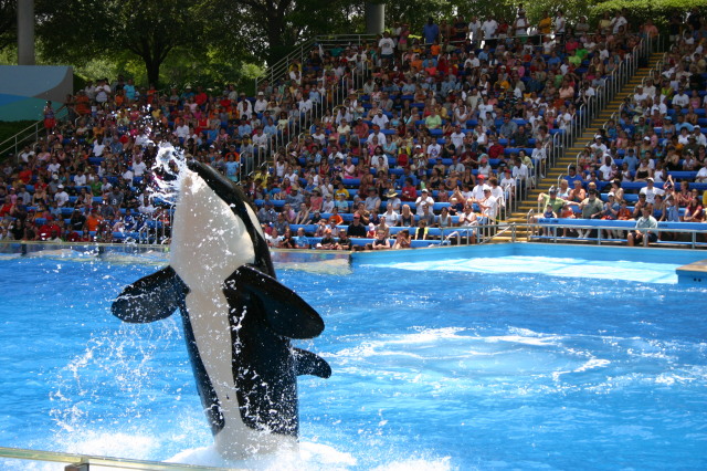 2005/06(June)/SeaWorld/640x480_2005-06-23-SeaWorld-19-Shamu.JPG