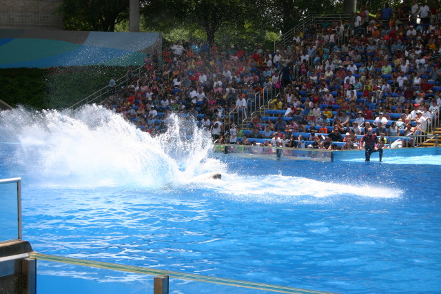 2005/06(June)/SeaWorld/640x480_2005-06-23-SeaWorld-21-Shamu.JPG
