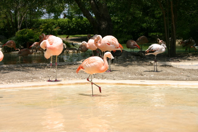 2005/06(June)/SeaWorld/640x480_2005-06-23-SeaWorld-47-Flamingos.JPG